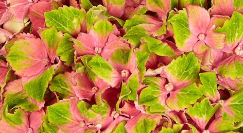 KERTI HORTENZIA "CANDY LIPS PINK" - HYDRANGEA MACROPHYLLA