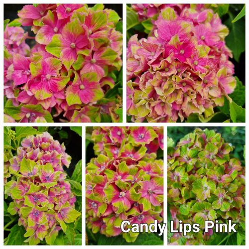 KERTI HORTENZIA "CANDY LIPS PINK" - HYDRANGEA MACROPHYLLA