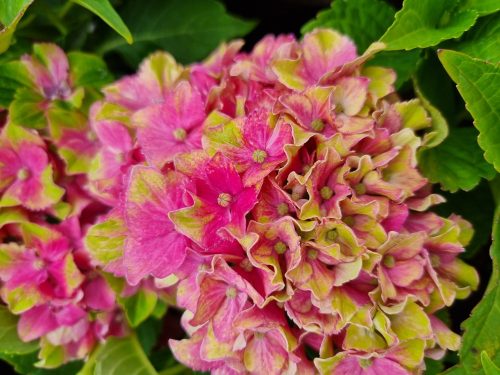 KERTI HORTENZIA "CANDY LIPS PINK" - HYDRANGEA MACROPHYLLA