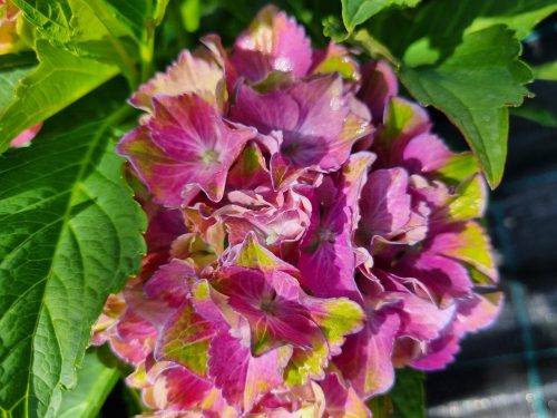 KERTI HORTENZIA "CANDY LIPS PINK" - HYDRANGEA MACROPHYLLA