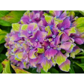   KERTI HORTENZIA "CANDY LIPS PURPLE" - HYDRANGEA MACROPHYLLA