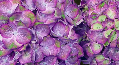 KERTI HORTENZIA "CANDY LIPS PURPLE" - HYDRANGEA MACROPHYLLA