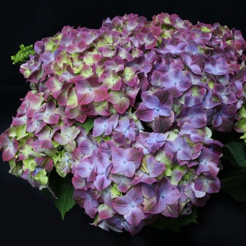 KERTI HORTENZIA "CANDY LIPS PURPLE" - HYDRANGEA MACROPHYLLA