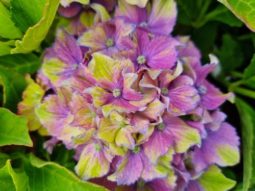 KERTI HORTENZIA "CANDY LIPS PURPLE" - HYDRANGEA MACROPHYLLA