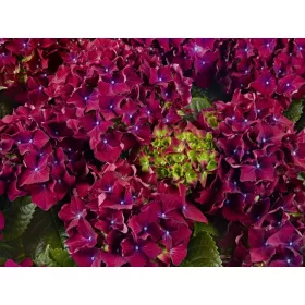   KERTI HORTENZIA " ROYAL RED PURPLE" - HYDRANGEA MACROPHYLLA