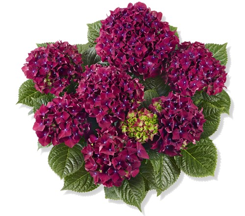 KERTI HORTENZIA " ROYAL RED PURPLE" - HYDRANGEA MACROPHYLLA