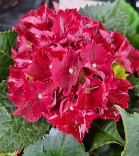 KERTI HORTENZIA " ROYAL RED PURPLE" - HYDRANGEA MACROPHYLLA
