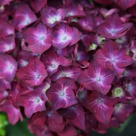   KERTI HORTENZIA " HOT RED PURPLE" - HYDRANGEA MACROPHYLLA