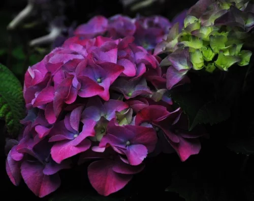 KERTI HORTENZIA " HOT RED PURPLE" - HYDRANGEA MACROPHYLLA