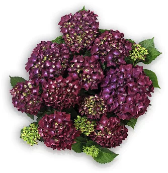 KERTI HORTENZIA " HOT RED PURPLE" - HYDRANGEA MACROPHYLLA