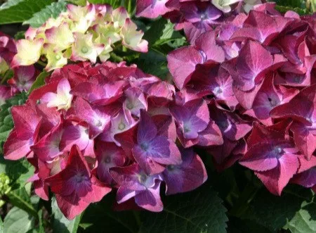 KERTI HORTENZIA " HOT RED PURPLE" - HYDRANGEA MACROPHYLLA