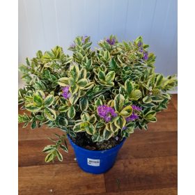   Tarkalevelű örökzöld veronika cserje - Hebe ' Andersonii variegata"