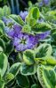 Tarkalevelű örökzöld veronika cserje - Hebe ' Andersonii variegata"