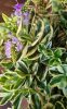 Tarkalevelű örökzöld veronika cserje - Hebe ' Andersonii variegata"