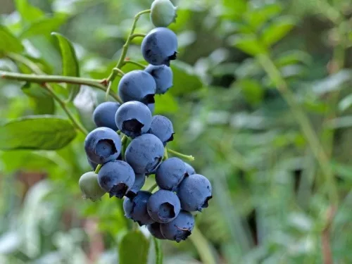 Kék fürtös áfonya - Vaccinium 'Bluecrop'