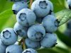 Kék fürtös áfonya - Vaccinium 'Bluecrop'