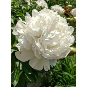  Illatos krémfehér bazsarózsa - Paeonia lactiflora 'Duchesse de Nemours'