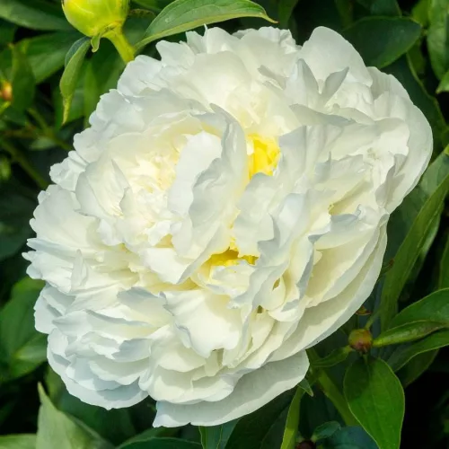 Illatos krémfehér bazsarózsa - Paeonia lactiflora 'Duchesse de Nemours'