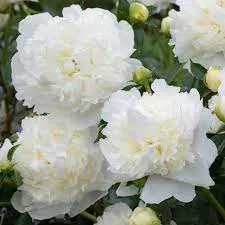 Illatos krémfehér bazsarózsa - Paeonia lactiflora 'Duchesse de Nemours'
