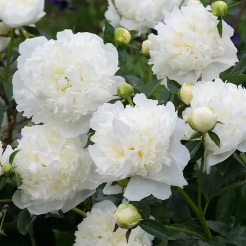 Illatos krémfehér bazsarózsa - Paeonia lactiflora 'Duchesse de Nemours'