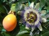 Passiflora caerulea - Kék Golgotavirág