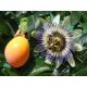 Passiflora caerulea - Kék Golgotavirág