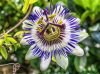 Passiflora caerulea - Kék Golgotavirág