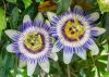 Passiflora caerulea - Kék Golgotavirág