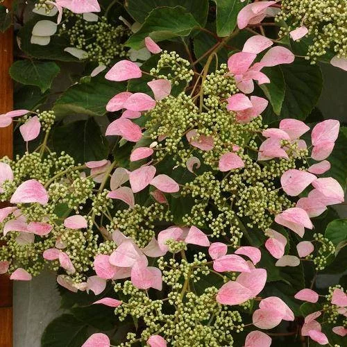 Japán kúszó hortenzia rózsaszín - Schizophragma hydrangeoides ‘Roseum’