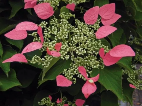 Japán kúszó hortenzia rózsaszín - Schizophragma hydrangeoides ‘Roseum’