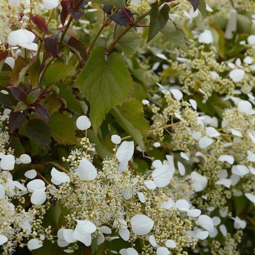 Japán kúszó hortenzia fehér - Schizophragma hydrangeoides 'Snow Sensation'
