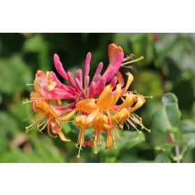 Kúszólonc - Lonicera × heckrottii 'Gold Flame' 