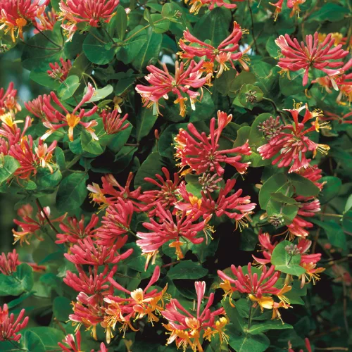 Kúszólonc - Lonicera × heckrottii 'Gold Flame' 
