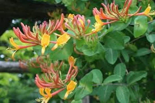 Kúszólonc - Lonicera × heckrottii 'Gold Flame' 