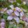 Klematisz / Iszalag - Clematis  'Pink Perfection'
