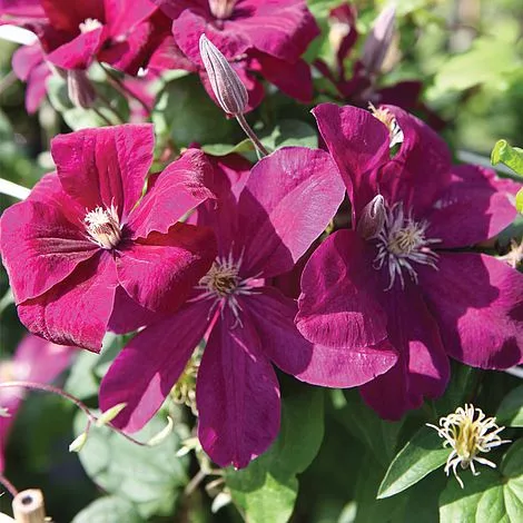 Klematisz / Iszalag - Clematis 'Rouge cardinal'