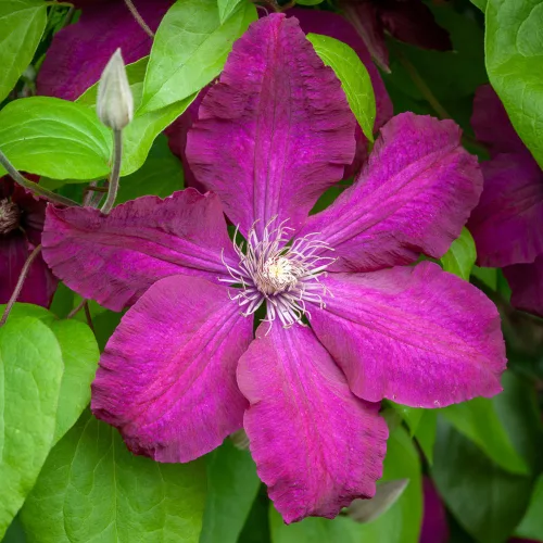 Klematisz / Iszalag - Clematis 'Rouge cardinal'