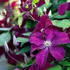 Klematisz / Iszalag - Clematis 'Rouge cardinal'