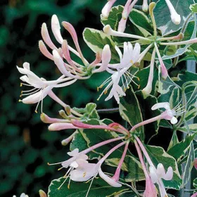   Kúszólonc - Lonicera periclymenum ‘Harlequin Sherlite’ 