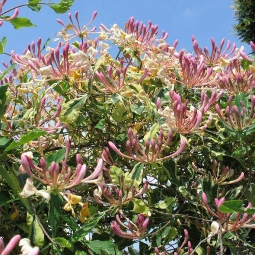 Kúszólonc - Lonicera periclymenum ‘Harlequin Sherlite’ 