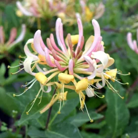 Japán lonc / Lonicera periclymenum " Belgica"