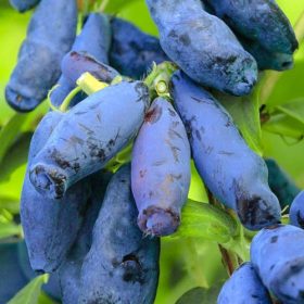 Kamcsatkai mézbogyó - Lonicera kamtschatica 