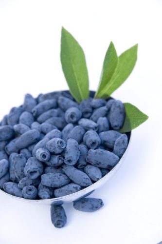 Kamcsatkai mézbogyó - Lonicera kamtschatica 