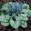 Kaukázusi nefelejcs - Brunnera macrophylla