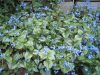 Kaukázusi nefelejcs - Brunnera macrophylla