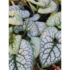   Ezüstös levelű Kaukázusi nefelejcs - Brunnera macrophylla "Silver Heart"