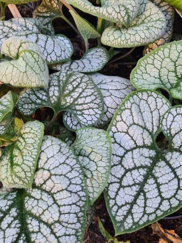 Ezüstös levelű Kaukázusi nefelejcs - Brunnera macrophylla "Silver Heart"