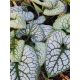 Ezüstös levelű Kaukázusi nefelejcs - Brunnera macrophylla "Silver Heart"