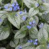 Ezüstös levelű Kaukázusi nefelejcs - Brunnera macrophylla "Silver Heart"