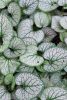 Ezüstös levelű Kaukázusi nefelejcs - Brunnera macrophylla "Silver Heart"